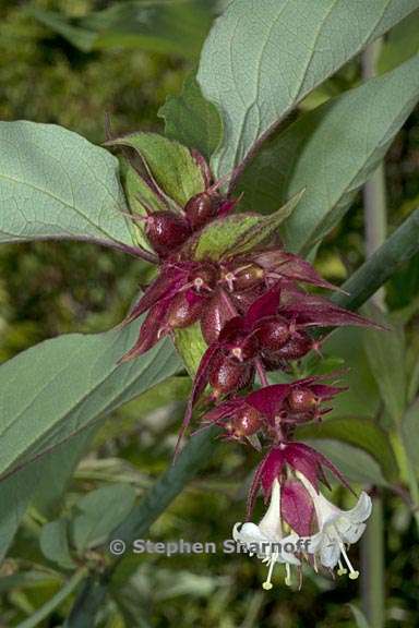 leycesteria formosa 3 graphic